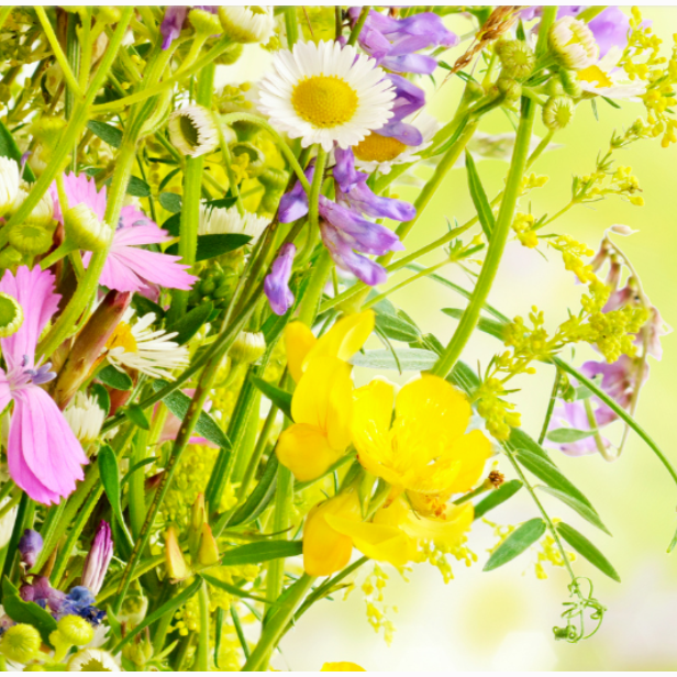 体質改善30日間プログラム